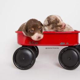 Border Collie Puppies from Contact Point Border Collies
