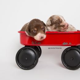 Border Collie Puppies from Contact Point Border Collies