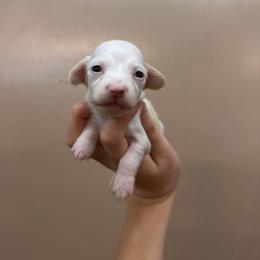 Cassie - Cream female Dachshund puppy in Nashville, Arkansas from Cuddles n Curls