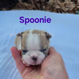 Girl 3 - Blue female Boston Terrier puppy in Griffin, Georgia from Celtic Kennel Bostons