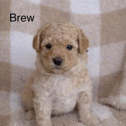 Brew - Yellow and white male Bernedoodle puppy in Gilbert, Arizona from LittleLegacyDoodles