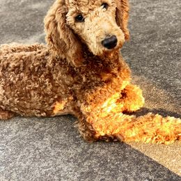 Poodle All Grown Up from A & K Kennels