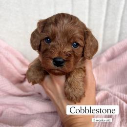 Cobblestone - Red male Cavapoo puppy in Easley, South Carolina from Cutiepie Cavapoos