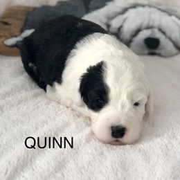 QUINN - Blue gray and white female Old English Sheepdog puppy in Baltimore, Maryland from Misty Blue’s Old English Sheepdogs