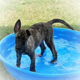 Orange collar - Gold brindle female Dutch Shepherd puppy in Howey In The Hills, Florida from MAC K9 Dutch Shepherds