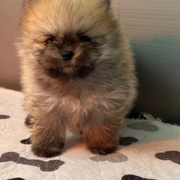French Bulldog and Pomeranian Puppies from Couture_frenchies