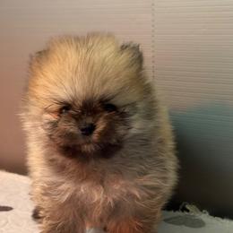 French Bulldog and Pomeranian Puppies from Couture_frenchies