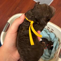 Yellow Collar - Phantom male Poodle puppy in Huntsville, Alabama from Flint River Poodles