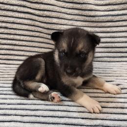 AKC Percival - Agouti and white male Siberian Husky puppy in Cedarville, Ohio from Evereve Kennels