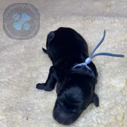 Brew - Black male Goldendoodle puppy in Summerville, South Carolina from Pawmazing Doodles