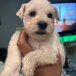 Girl-4 - Teal - White female Miniature Schnauzer puppy in Lehigh Acres, Florida from Regency Schnauzer