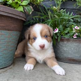 Breve - Red tri-color male Australian Shepherd puppy in Blomkest, Minnesota from Meljestic Farms