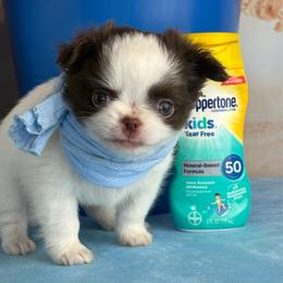 Kai - Chocolate and white female Chihuahua puppy in Gloucester, Virginia from Charlotte's Web of Chihuahuas