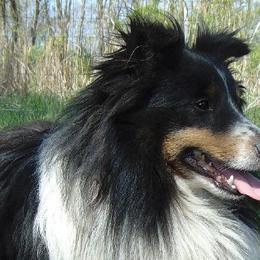 Shetland Sheepdogs and Toy Shetland Sheepdogs from Elaraia Shetland Sheepdogs