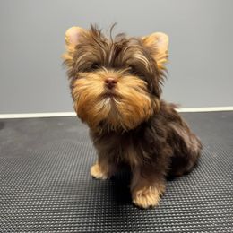Oso - Yorkshire Terrier