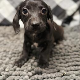 Boy 1 - male Dachshund puppy in Portsmouth, Ohio from Tygart Creek Dachshunds