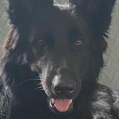 Razz - German Shepherd