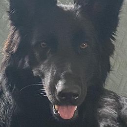 Razz - German Shepherd
