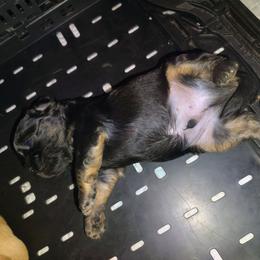 Black and tan boy - Black and tan male Pekingese puppy in Winter Haven, Florida from Polk County Peekapoos
