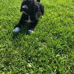 Goldendoodle Puppies from Sugar River Doodles