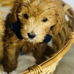 Toffee - Apricot male Cavapoo puppy in Nixa, Missouri from Davis Family Doodles