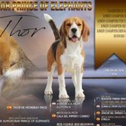 THOR - Beagle