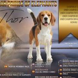 THOR - Beagle