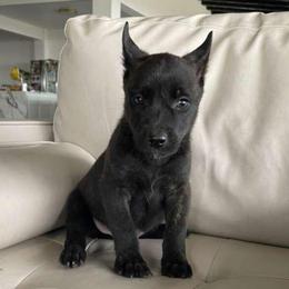 Boy 1 - Black brindle male Dutch Shepherd puppy in San Diego, California from TecK9s
