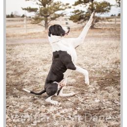 Gus - Great Dane