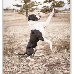 Gus - Great Dane
