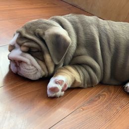 Bulldog and French Bulldog Puppies from MMG Bulldogs