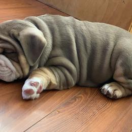 Bulldog and French Bulldog Puppies from MMG Bulldogs