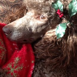 Poodles from Sweet Standards