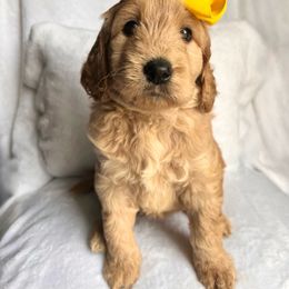 Honey - Apricot Goldendoodle puppy in Summerville, South Carolina from Pawmazing Doodles