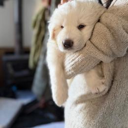 Boy 3 - male Maremma Sheepdog puppy in Cochecton, New York from Wildsong Farm