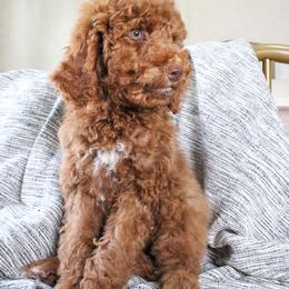 Stu Lou Who - Red  male Goldendoodle puppy in Warsaw, Ohio from Lovabledoodles