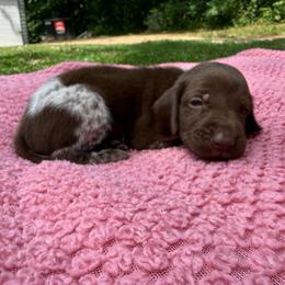 Dixie - Liver roan female German Shorthaired Pointer puppy in Axton, Virginia from Red Clay Kennels