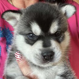 Alaskan Klee Kai and French Bulldogs from Wiebelhusky's Alaskan Klee Kai