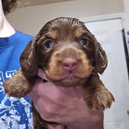 Gemma's boy - Chocolate and tan male Dachshund puppy in Lyle, Washington from Wines Wienery