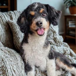 Zoey - Aussiedoodle