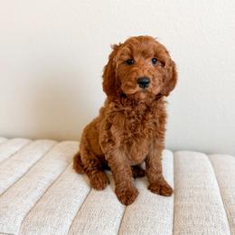 Sneezy - Green Collar - Red  male Goldendoodle puppy in Billings, Montana from Montana Raised Doodles
