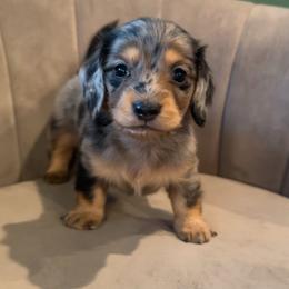 Girl 2 - Dapple female Dachshund puppy in Perkins, Oklahoma from 4B Dachshunds