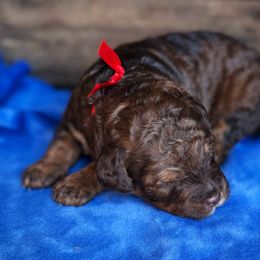 Bernedoodles and Poodles from Orange Blossom Poodles & Doodles