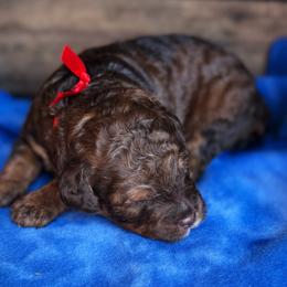 Bernedoodles and Poodles from Orange Blossom Poodles & Doodles