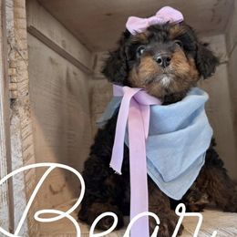 Cavapoos and Poodles from Premier Paws