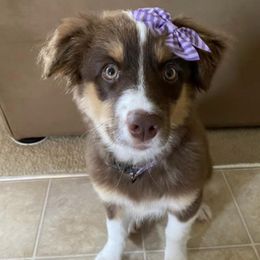 Australian Shepherds from Sal’s K-9 Pals
