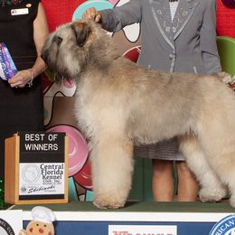 Bouvier des Flandres from Gouden Bouvier