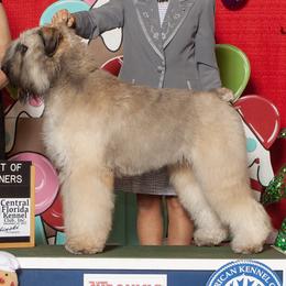 Bouvier des Flandres from Gouden Bouvier