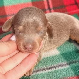Bella - Fawn (isabella) and tan female Dachshund puppy in Chelsea, Oklahoma from Elite Puppies of Oklahoma, LLC