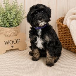 Jane - Tri-color female Bernedoodle puppy in Flagstaff, Arizona from Gunstock Doodles